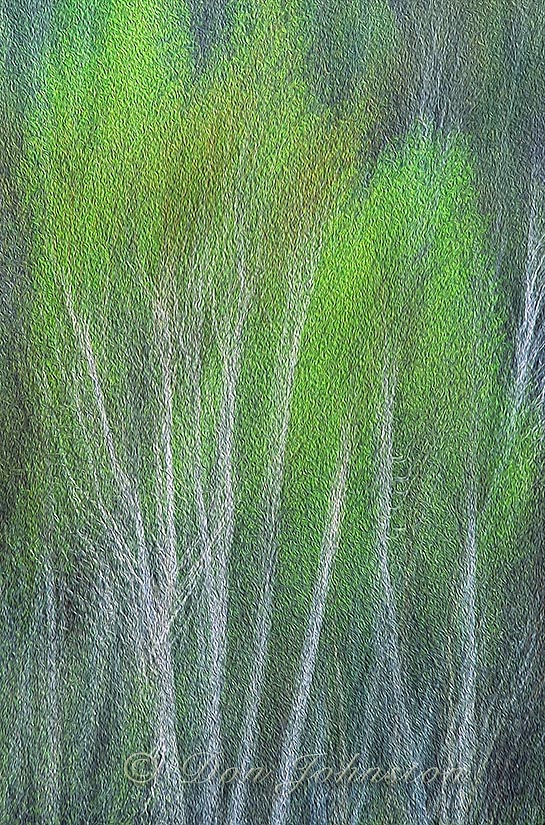 Spring Forest, multiple exposure, Oil Paint Filter