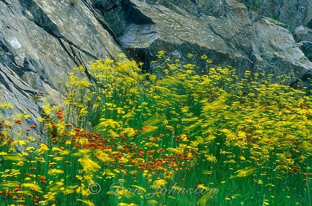 Mixed colonies of windblown yellow and orange hawkweed at base of rock outcrop