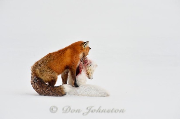 Red fox (Vulpes vulpes) preying upon an Arctic Fox (Alopex lagopus)
