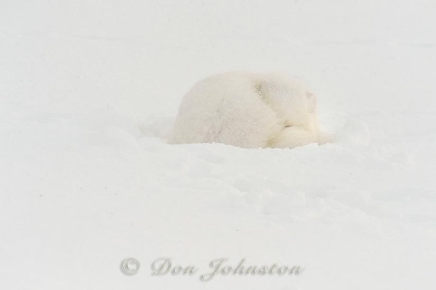 Arctic Fox (Alopex lagopus) Sleeping in snow