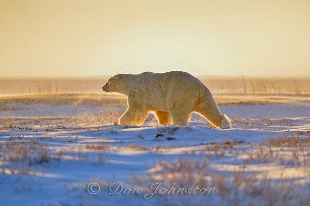 Polar bear (Ursus maritimus) running in the snow