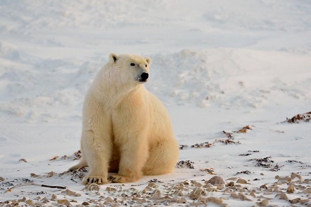 Polar bear (Ursus maritimus) waiting for the sea ice