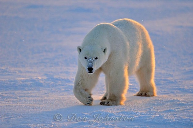 Polar bear (Ursus maritimus) near Hudson Bay 