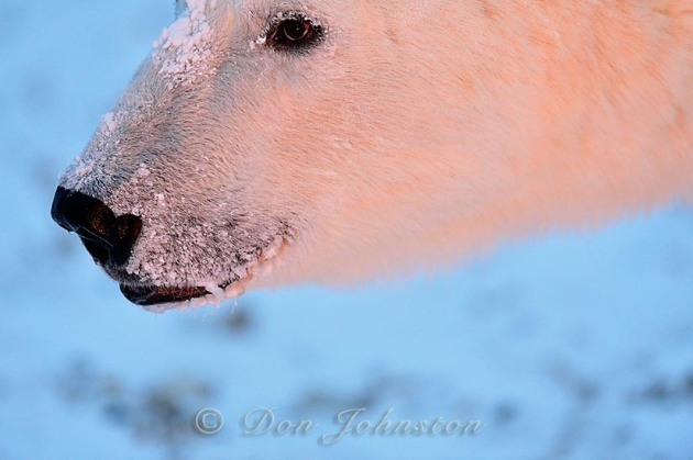 Polar bear (Ursus maritimus), Wapusk NP, Cape Churchill, Manitoba, Canada