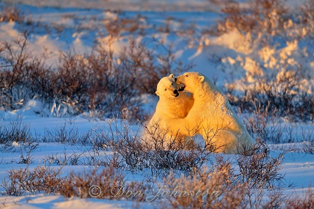 Polar bear (Ursus maritimus) Sparring males