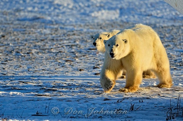 Polar bear (Ursus maritimus) Mother and yearling cub