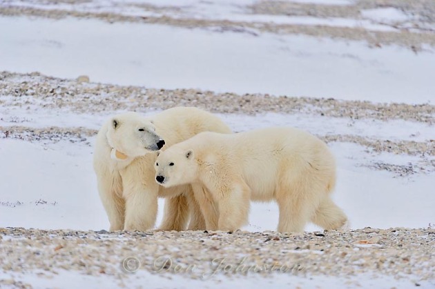 Polar Bear (Ursus maritimus) Radio-collared mother and yearling, second-year cub