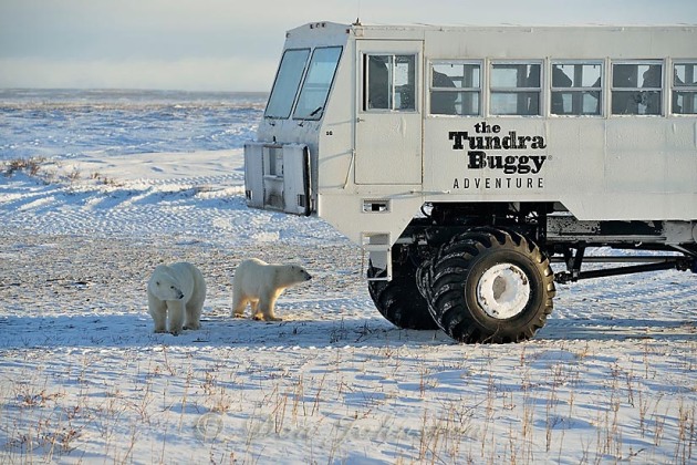 Mother and cub investigate a Tundra Buggy