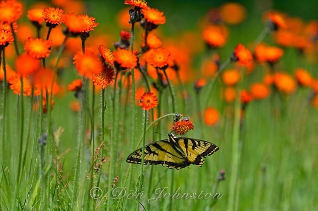 Swallowtail butterflies visit a patch of hawkweed I leave un-mowed on the lawn