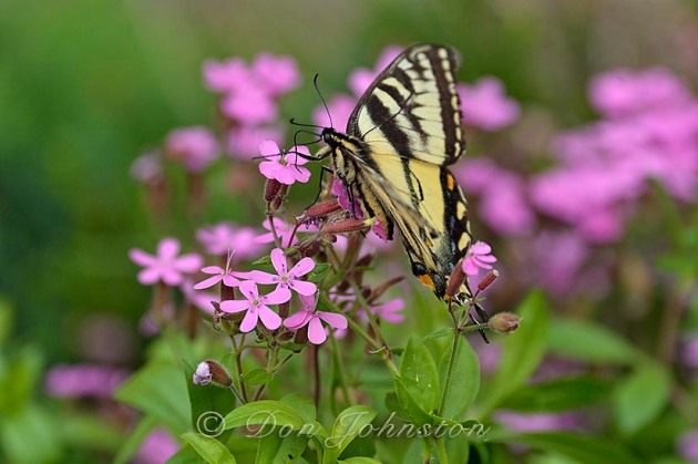 Butterflies are attracted to Brenda's flowers too