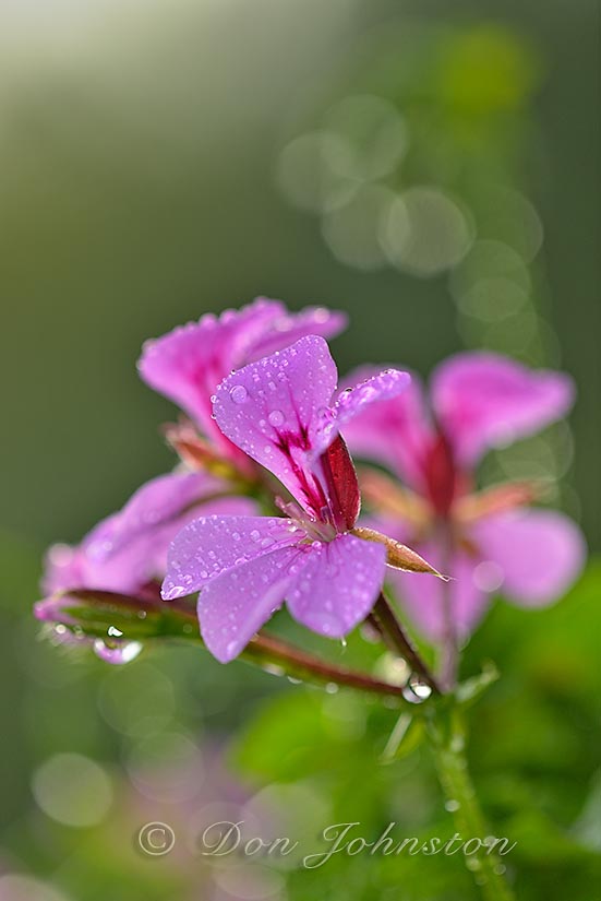Geranium flowers in a basket after a morning rain