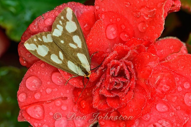 A moth rests on red flower petals, chilled by raindrops