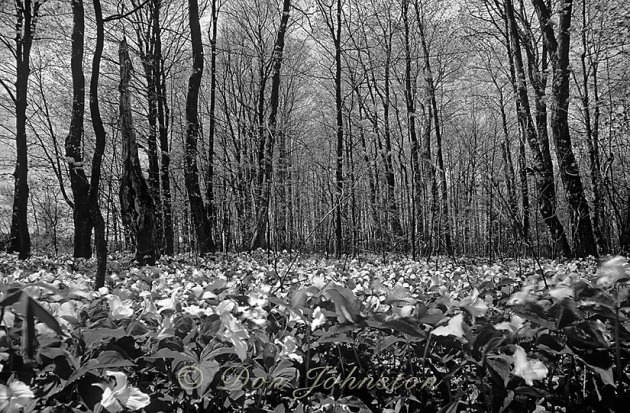 Spring deciduous woodland with carpet of blooming trilliums