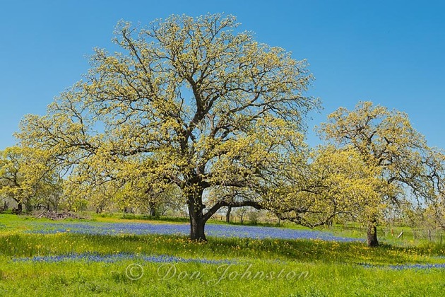 Roadside oak tree and bluebonnets