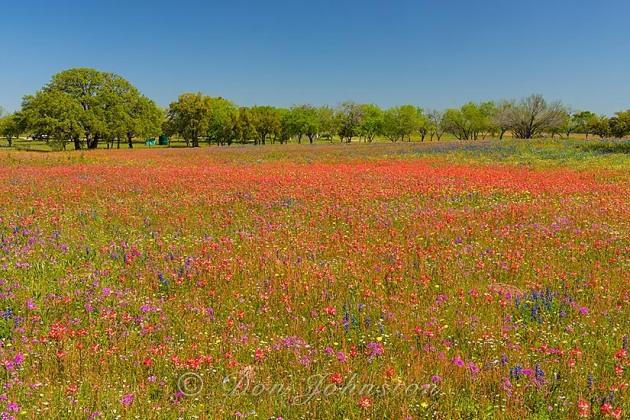 Oak trees and Texas wildflowers- paintbrush, phlox and bluebonnets