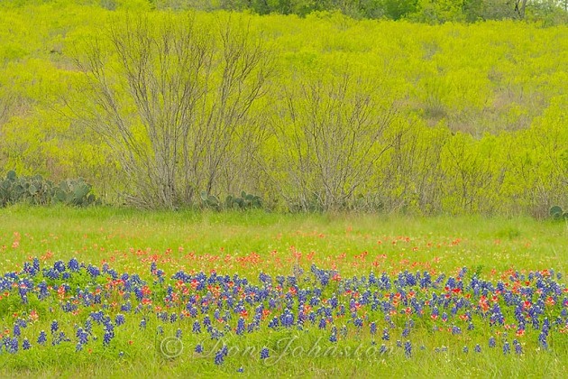 Bluebonnets and paintbrush with spring trees