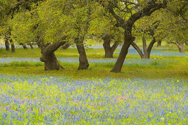 Texas  bluebonnets and oak trees, near Somerset TX