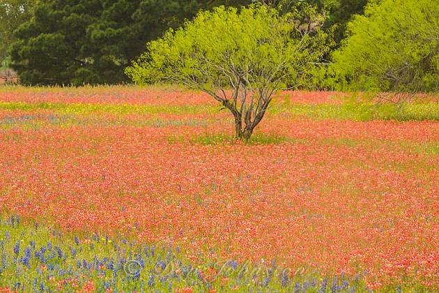 Texas paintbrush and spring trees, Somerset TX