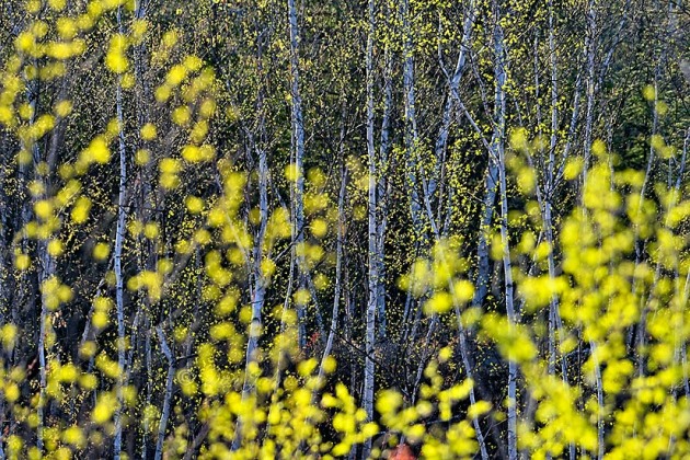 Birch trees in spring. Selective focus. f 5.6 210 mm