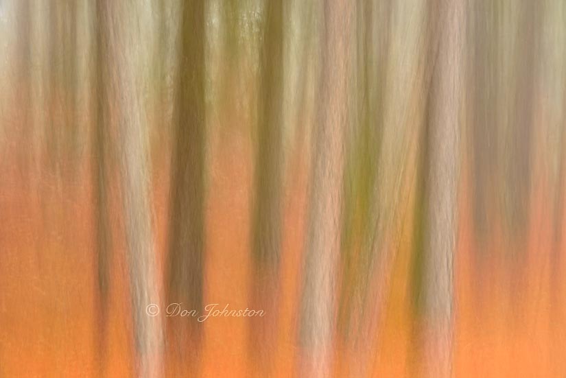 Red pine woodland in morning fog- camera movement, 5 seconds, f20, 125 mm