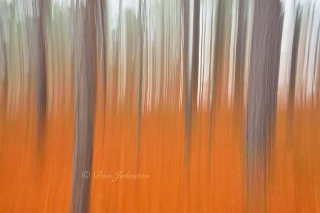 Red pine tree trunks in morning fog- camera movement, 3 seconds, f20, 34 mm