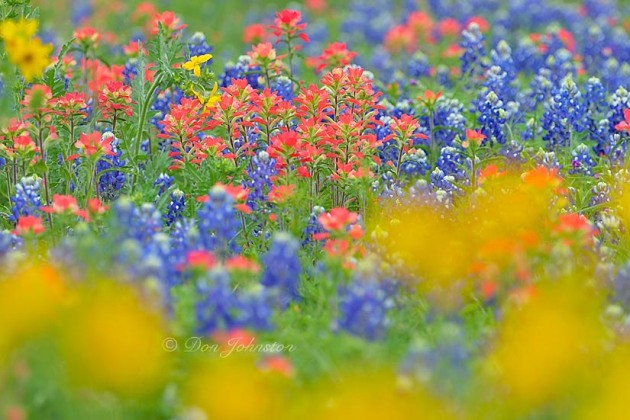 Texas wildflowers, 80-400 @ 280 mm f8.