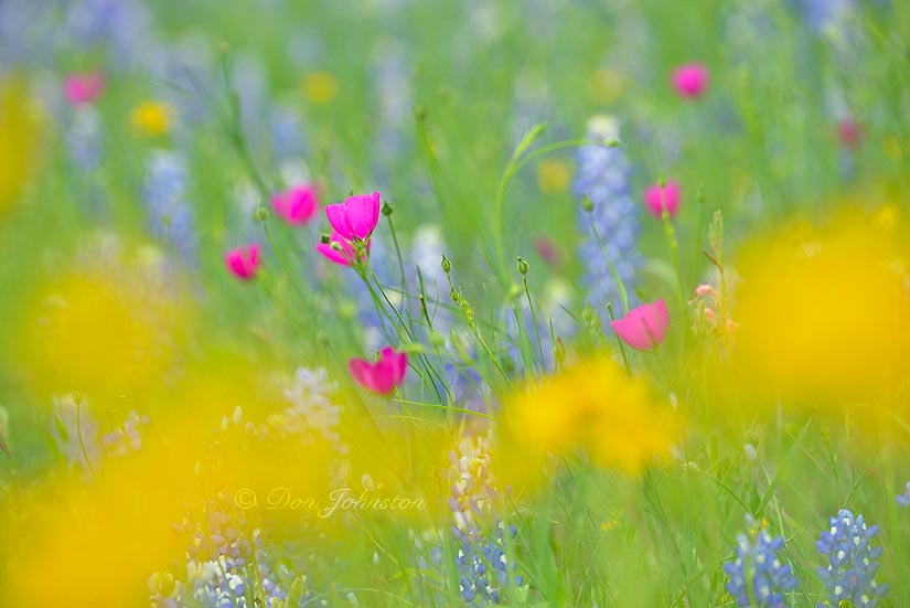 Texas wildflowers, telephoto lens, selective focus 300 mm @ f7.1